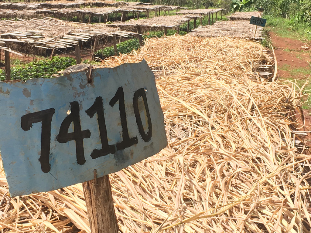 Seedlings of a selected Ethiopian cultivar(known as 74110) are separated in a nursery in Ethiopia.
