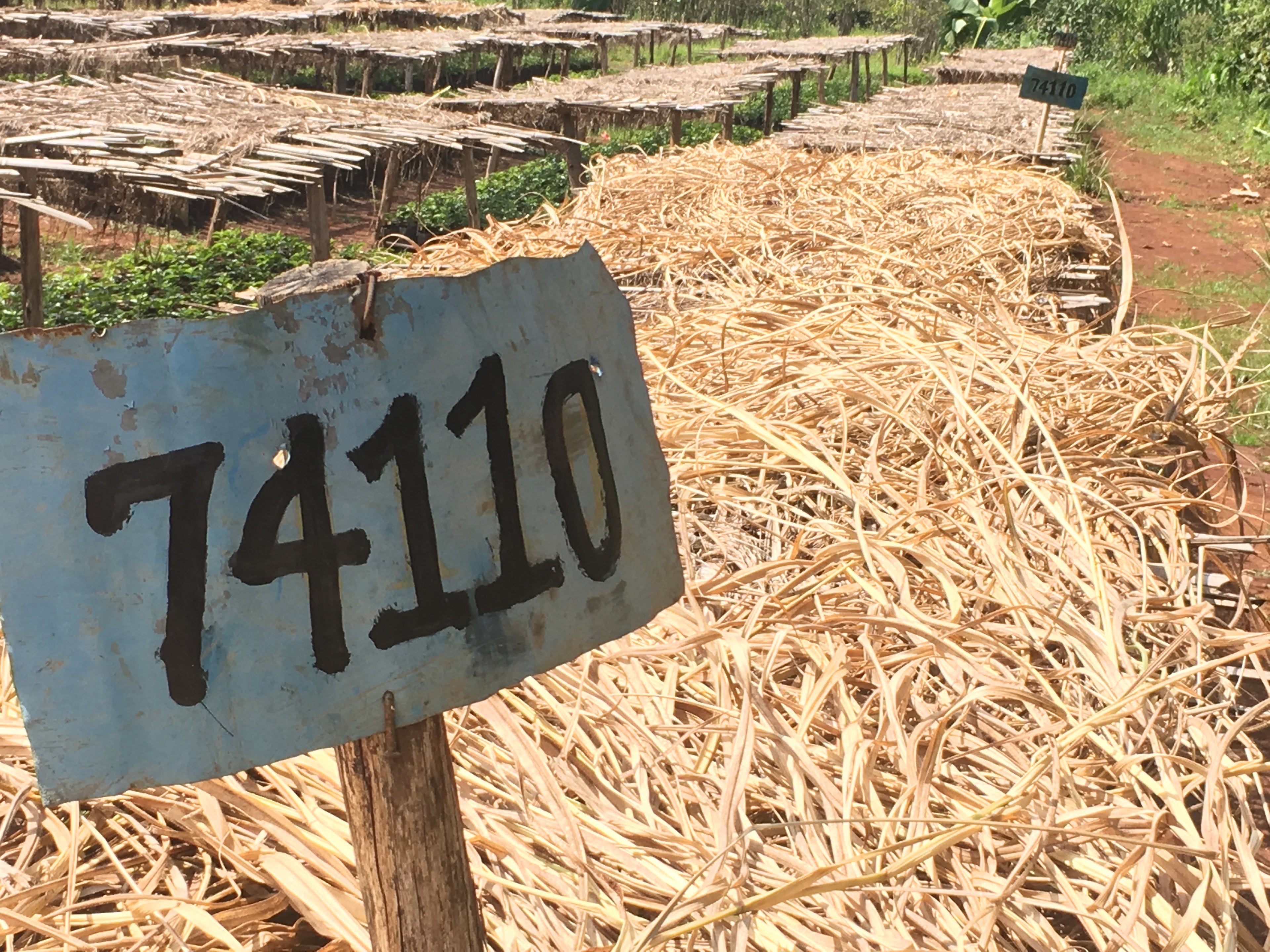 Seedlings of a selected Ethiopian cultivar(known as 74110) are separated in a nursery in Ethiopia.