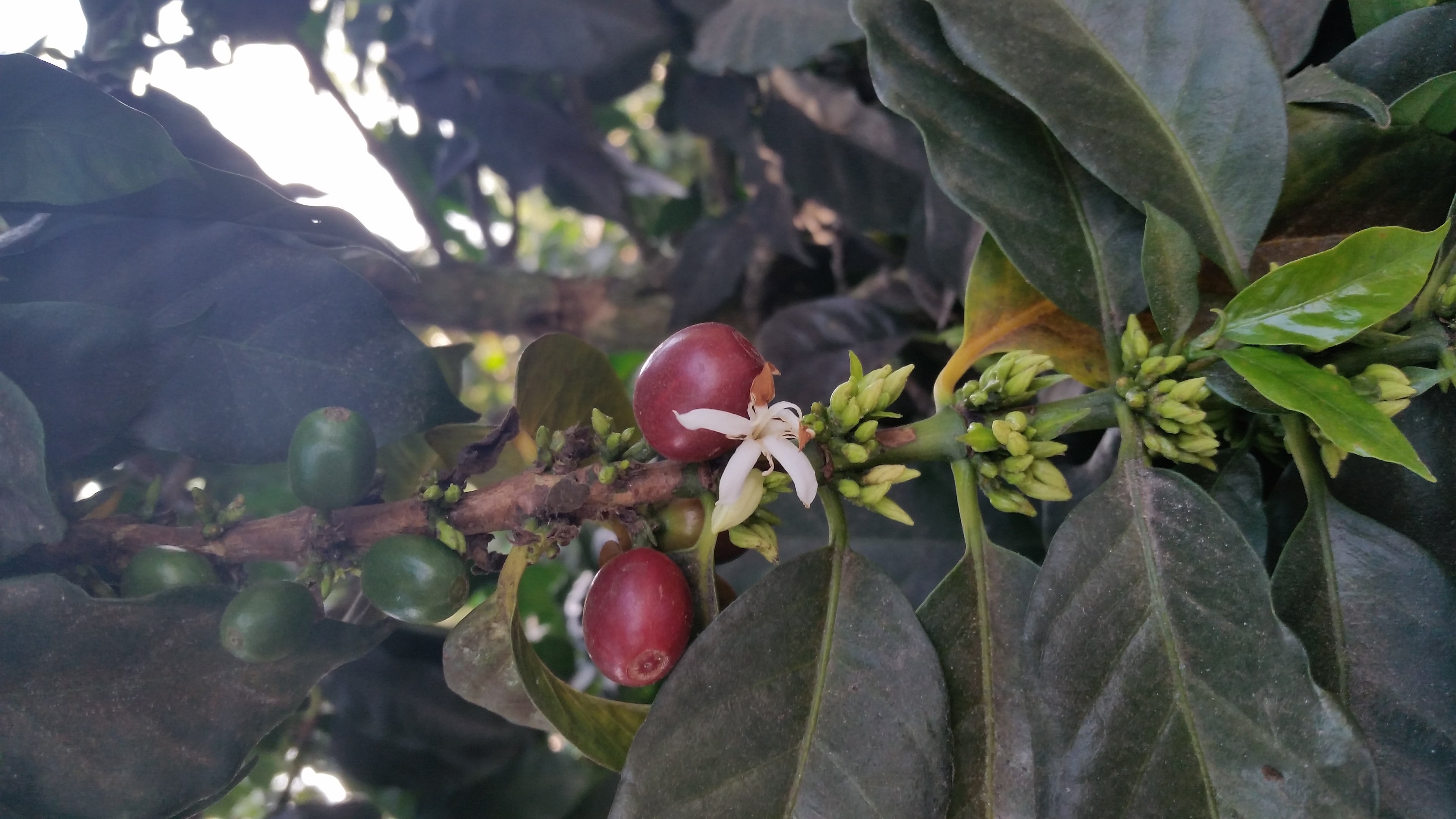 Merit 101: Coffee Seasonality