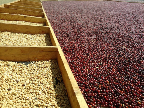 Raw Materials:  The Ins and Outs of Drying Coffee