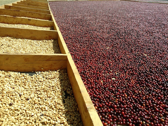Raw Materials:  The Ins and Outs of Drying Coffee