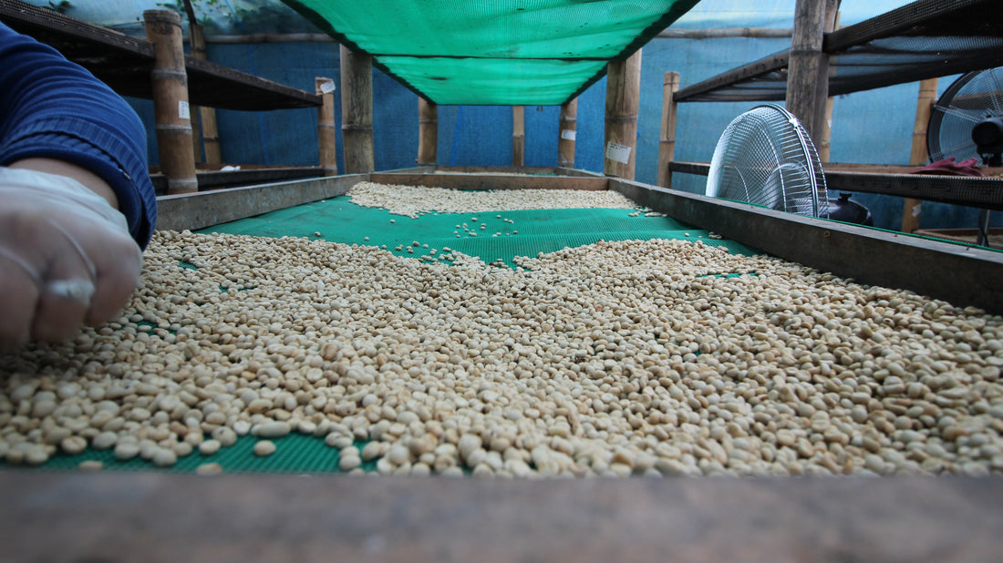 Shattah Geisha Tartárico: Beyond the Process