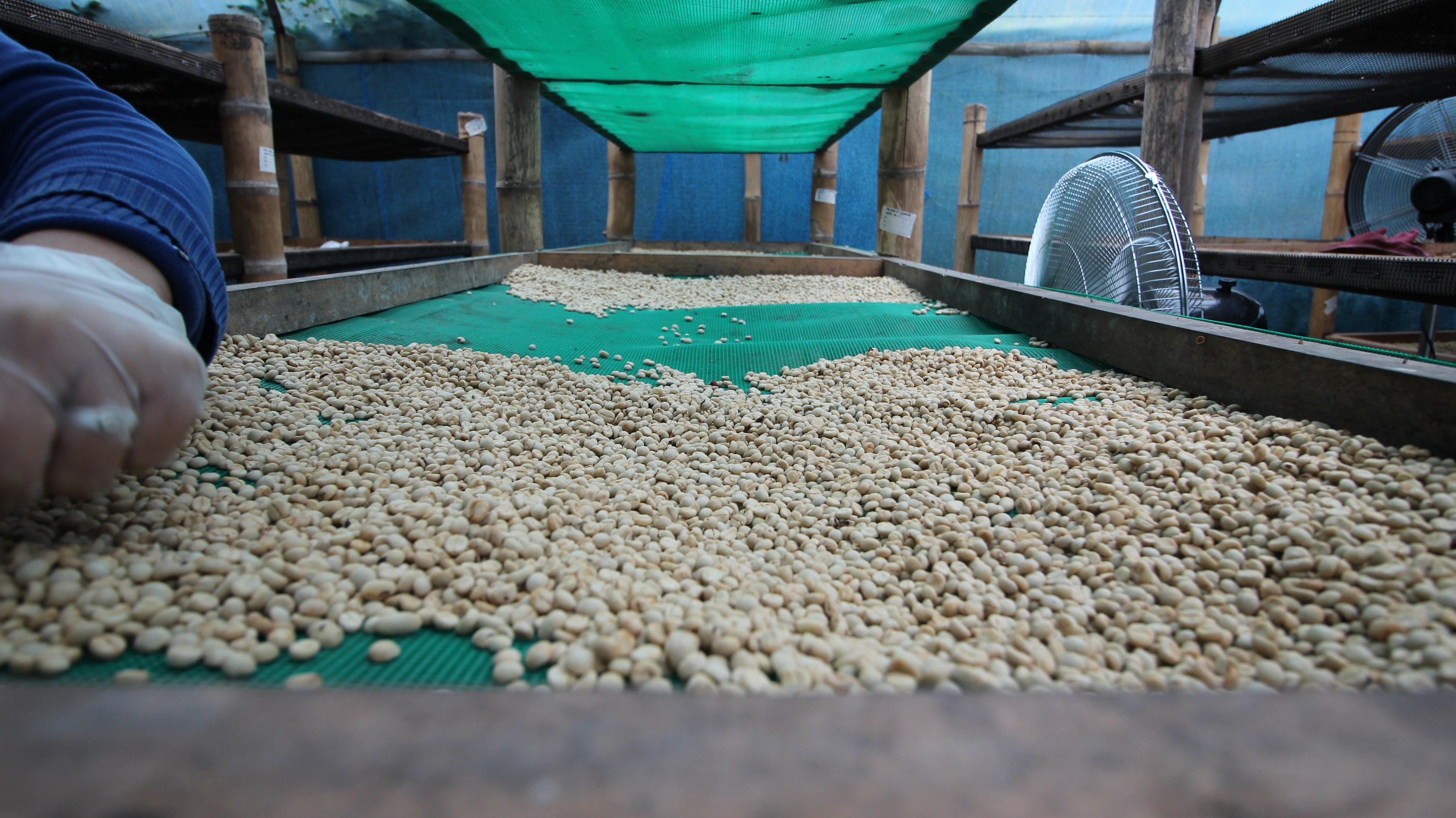 Shattah Geisha Tartárico: Beyond the Process