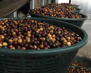 Raw Materials: "Resting" Cherries Before Processing