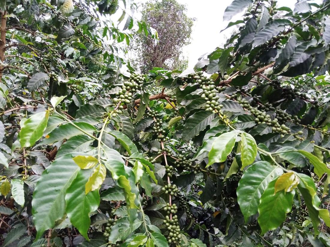 Guchienda: A Different Kind of Kenyan