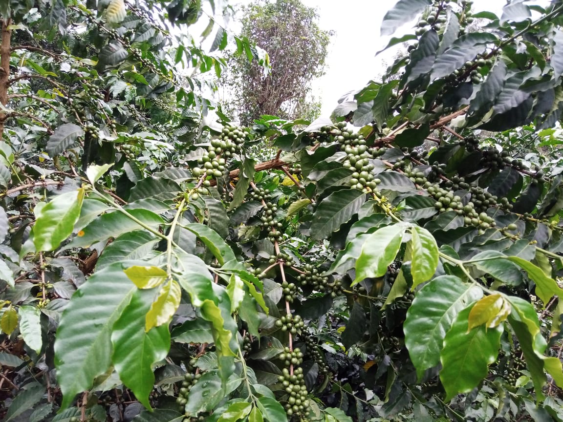 Guchienda: A Different Kind of Kenyan